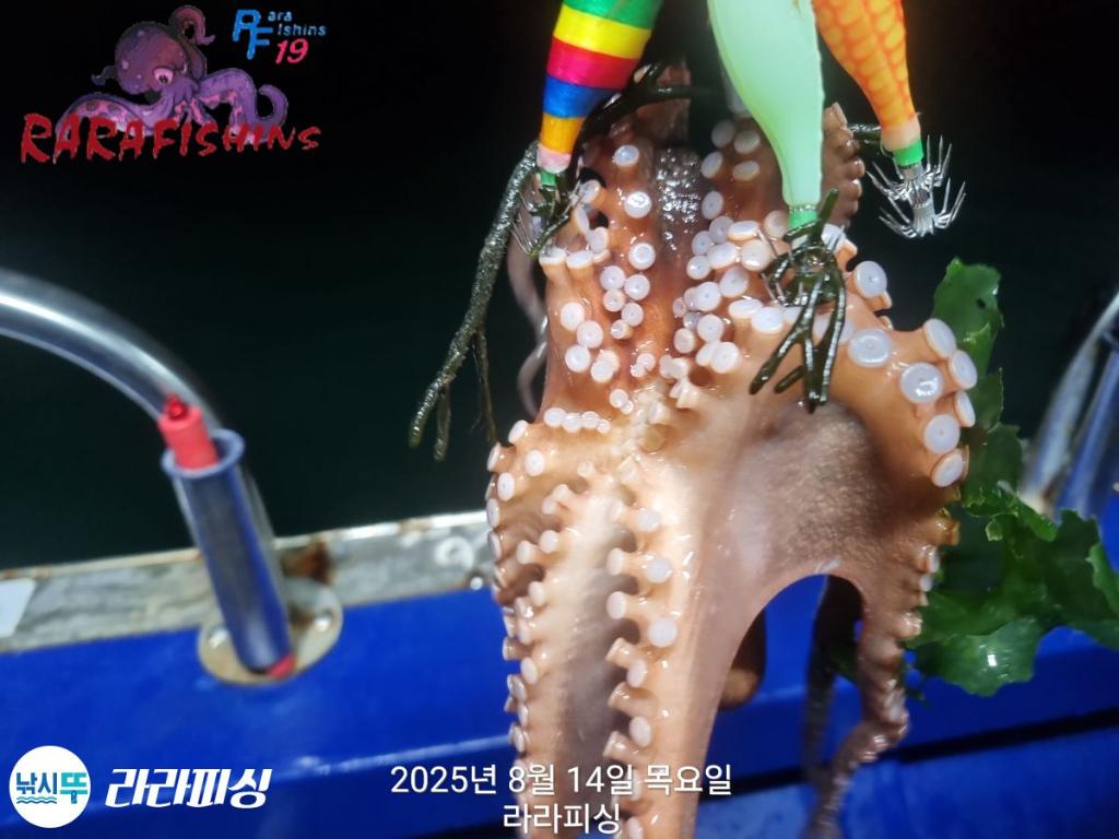 낚시뚜,돌문어,속천항(진해),라라피싱,낚시뚜19