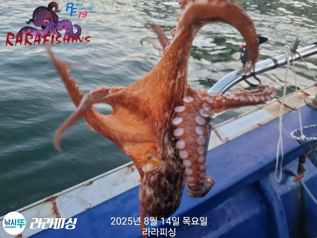 낚시뚜,돌문어,속천항(진해),라라피싱,낚시뚜17