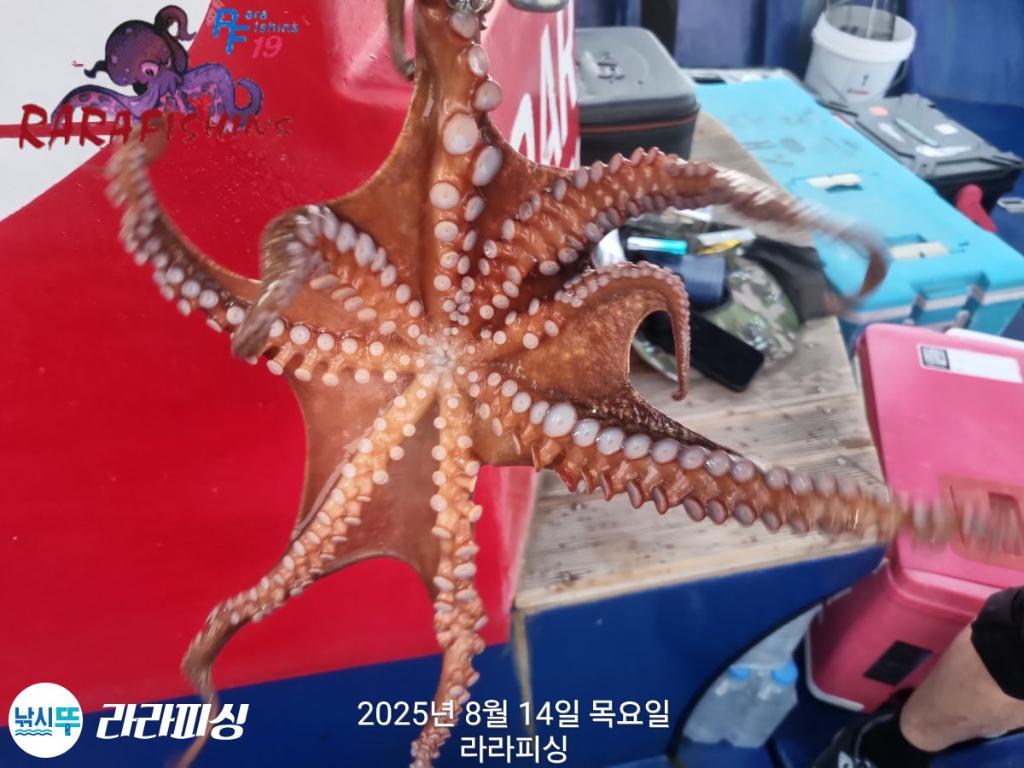 낚시뚜,돌문어,속천항(진해),라라피싱,낚시뚜16