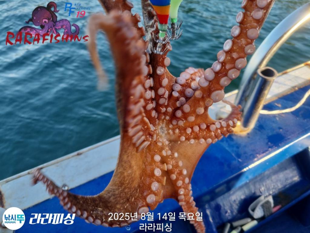 낚시뚜,돌문어,속천항(진해),라라피싱,낚시뚜14