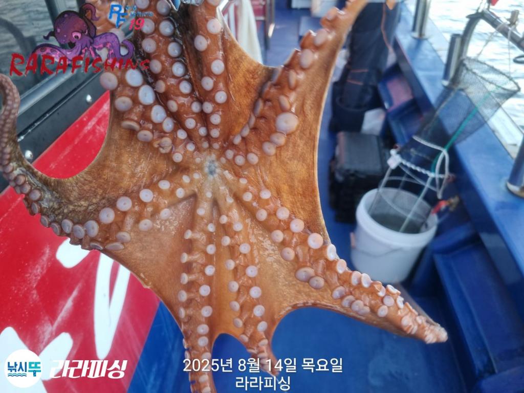 낚시뚜,돌문어,속천항(진해),라라피싱,낚시뚜13
