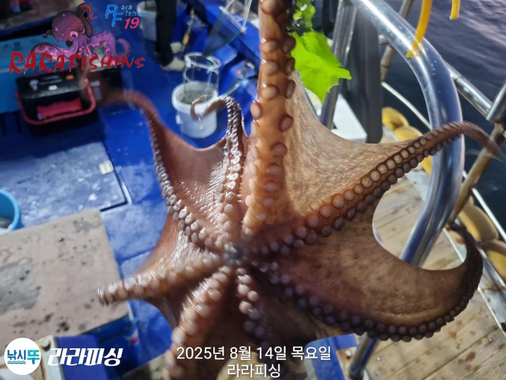 낚시뚜,돌문어,속천항(진해),라라피싱,낚시뚜10