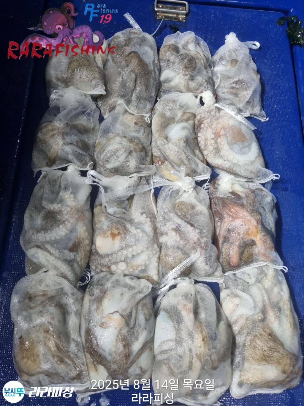 낚시뚜,돌문어,속천항(진해),라라피싱,낚시뚜1