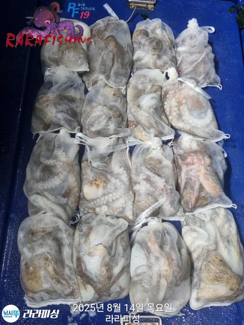 낚시뚜,돌문어,속천항(진해),라라피싱,낚시뚜0