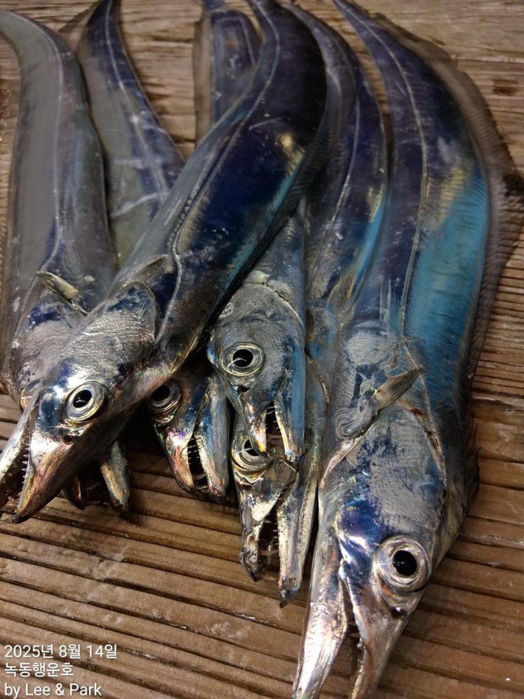 낚시뚜,갈치,녹동항,녹동대성호,낚시뚜33
