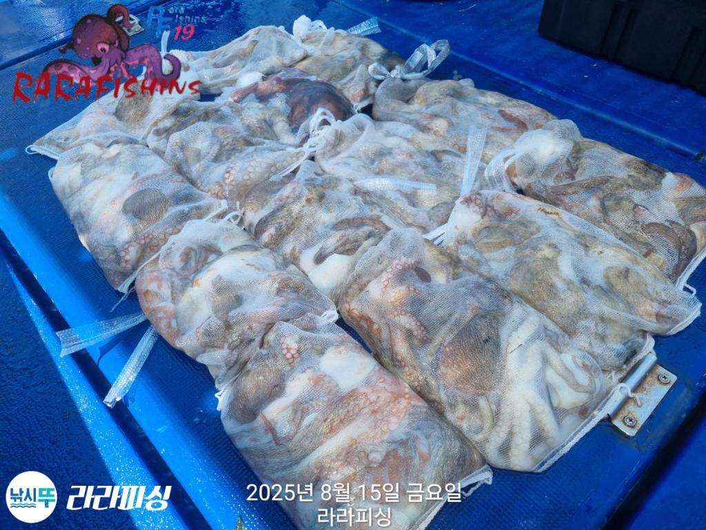 낚시뚜,돌문어,속천항(진해),라라피싱,낚시뚜22