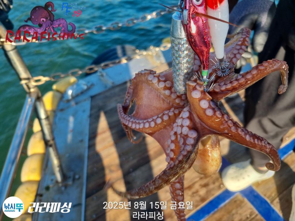 낚시뚜,돌문어,속천항(진해),라라피싱,낚시뚜19