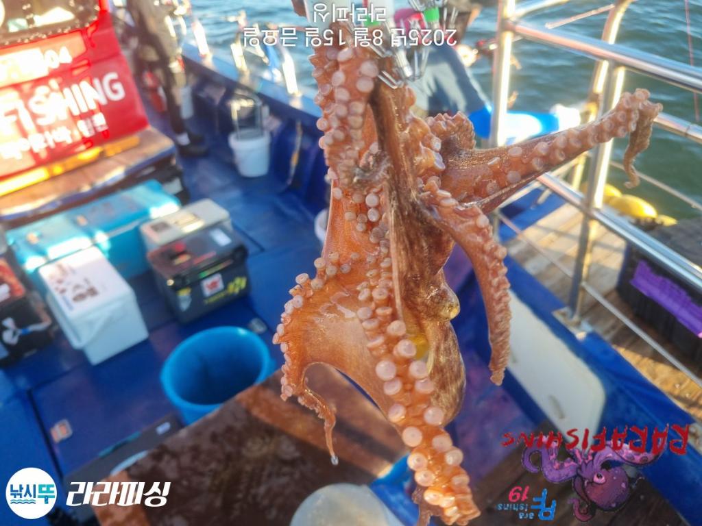 낚시뚜,돌문어,속천항(진해),라라피싱,낚시뚜18