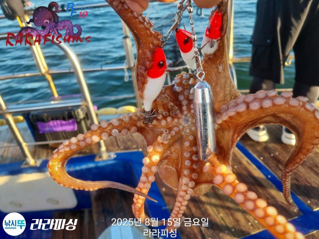 낚시뚜,돌문어,속천항(진해),라라피싱,낚시뚜17