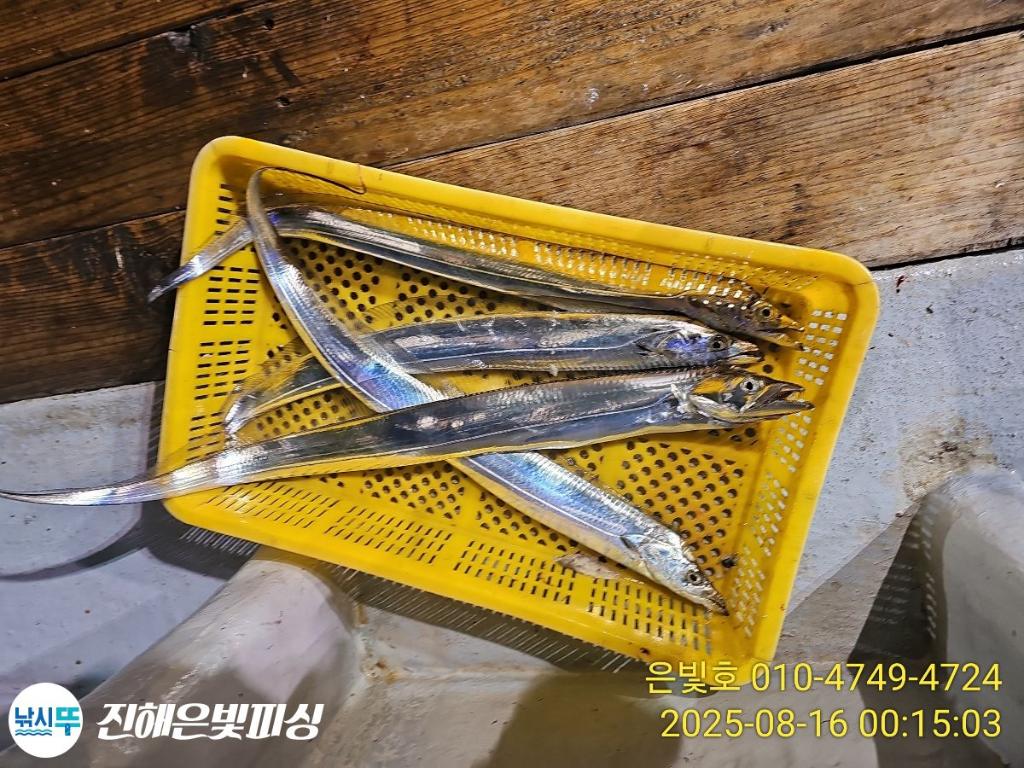 낚시뚜,갈치,진해수도항,진해은빛피싱,낚시뚜23