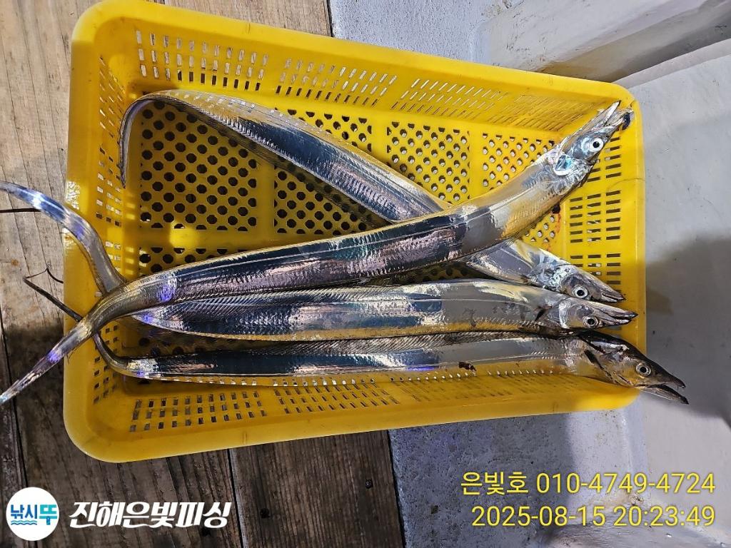 낚시뚜,갈치,진해수도항,진해은빛피싱,낚시뚜22