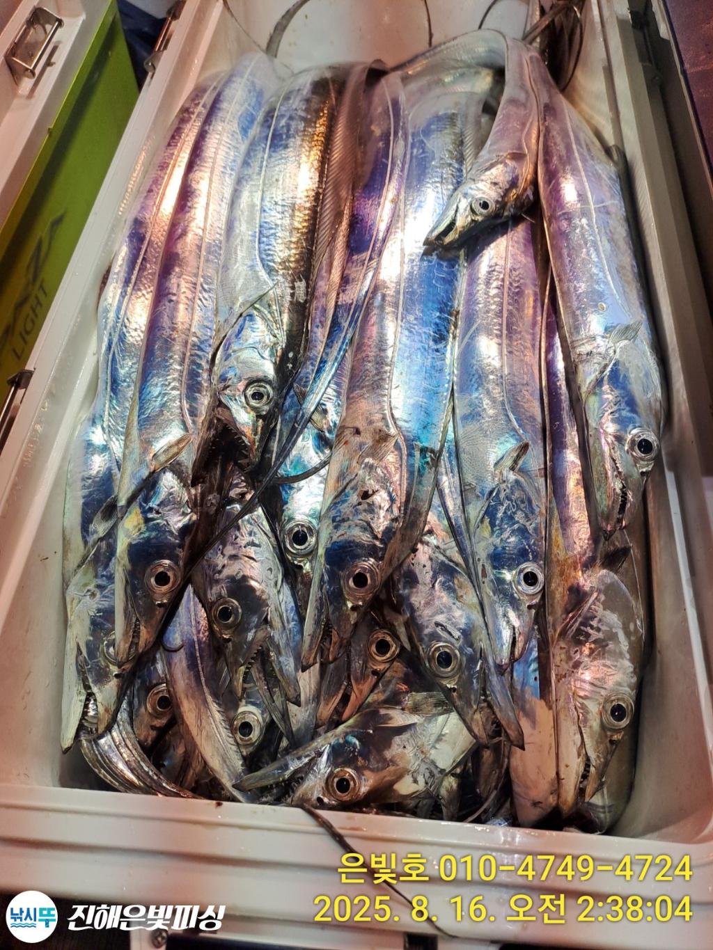 낚시뚜,갈치,진해수도항,진해은빛피싱,낚시뚜16