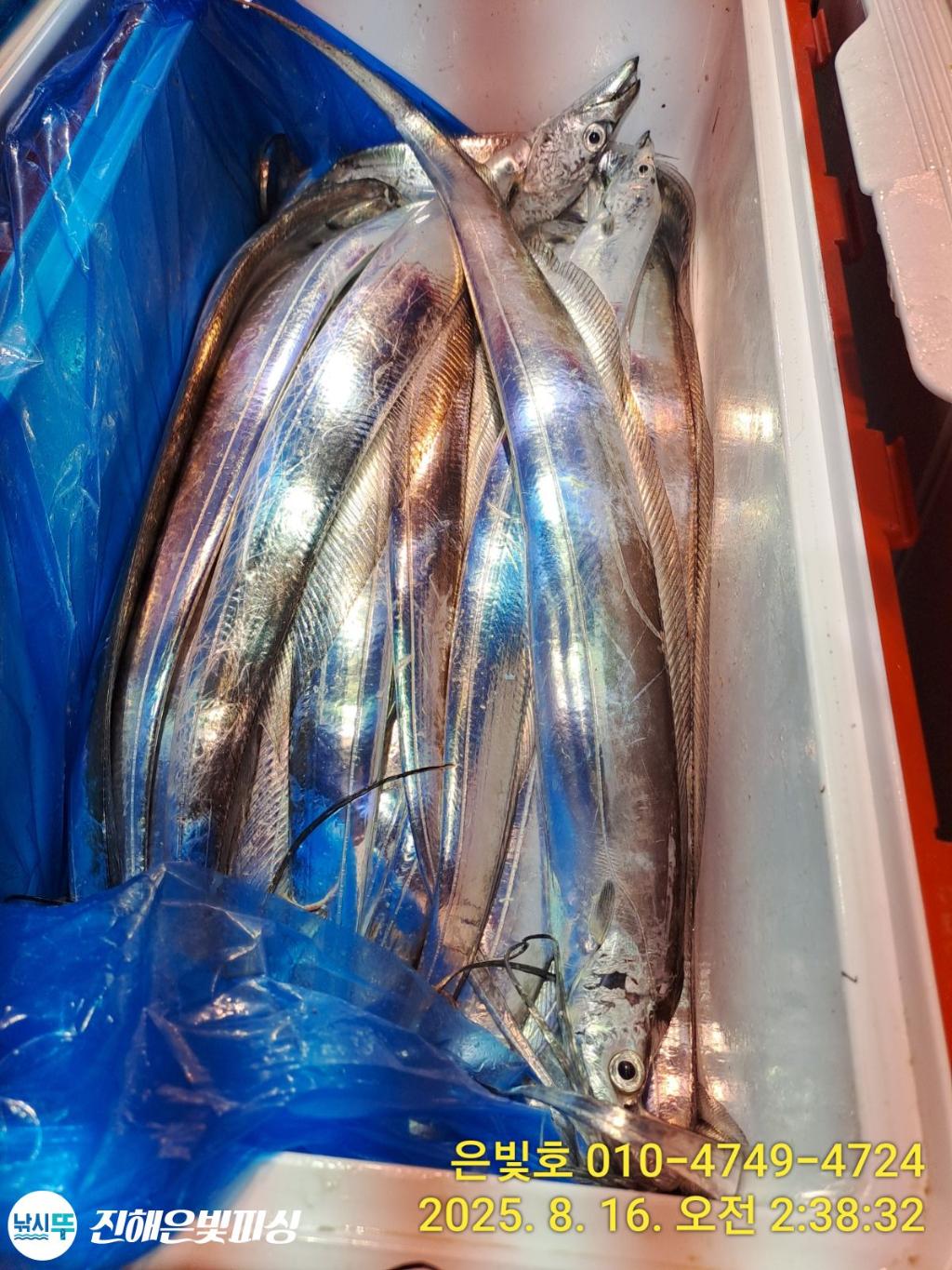 낚시뚜,갈치,진해수도항,진해은빛피싱,낚시뚜10