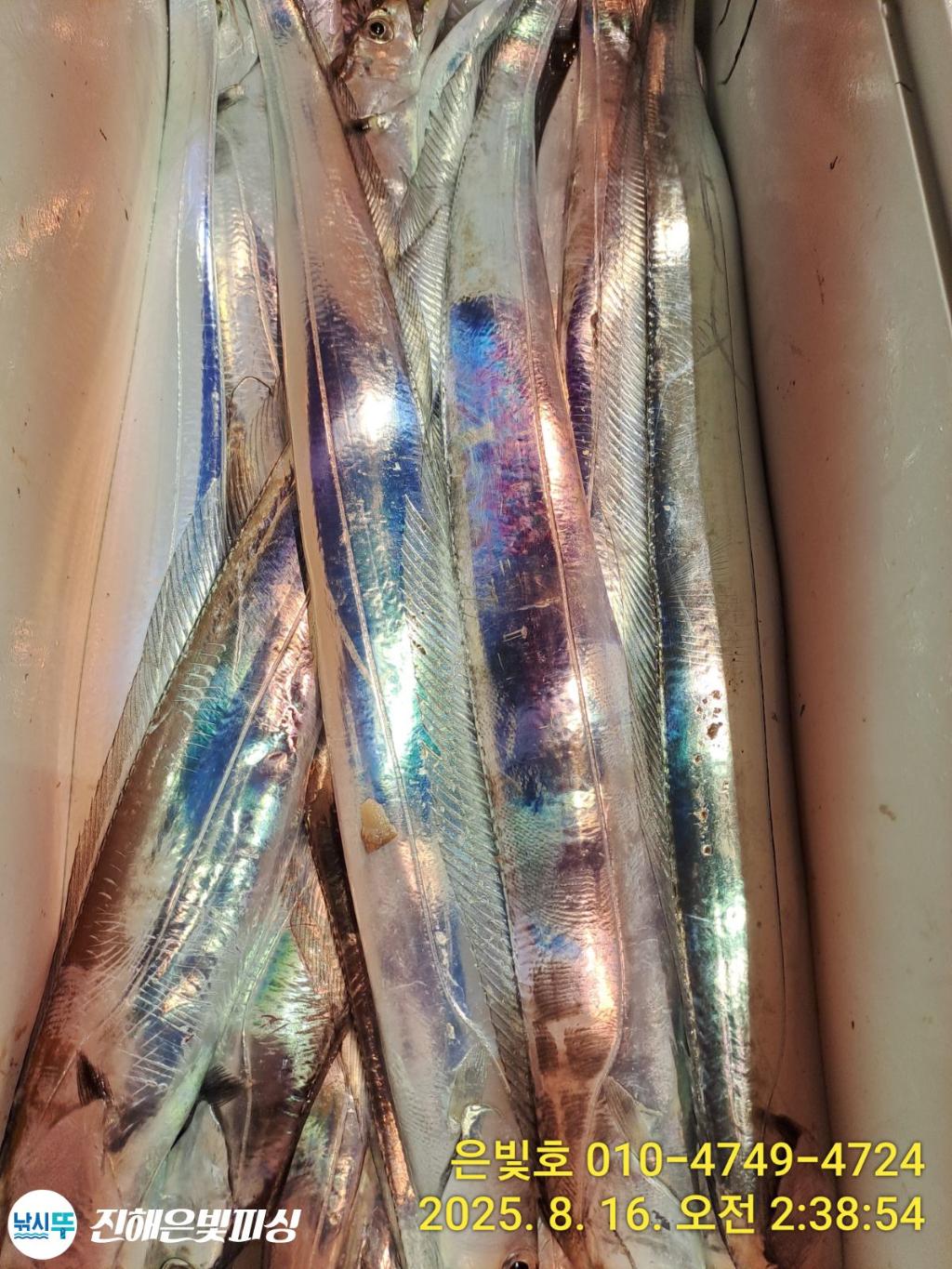 낚시뚜,갈치,진해수도항,진해은빛피싱,낚시뚜8