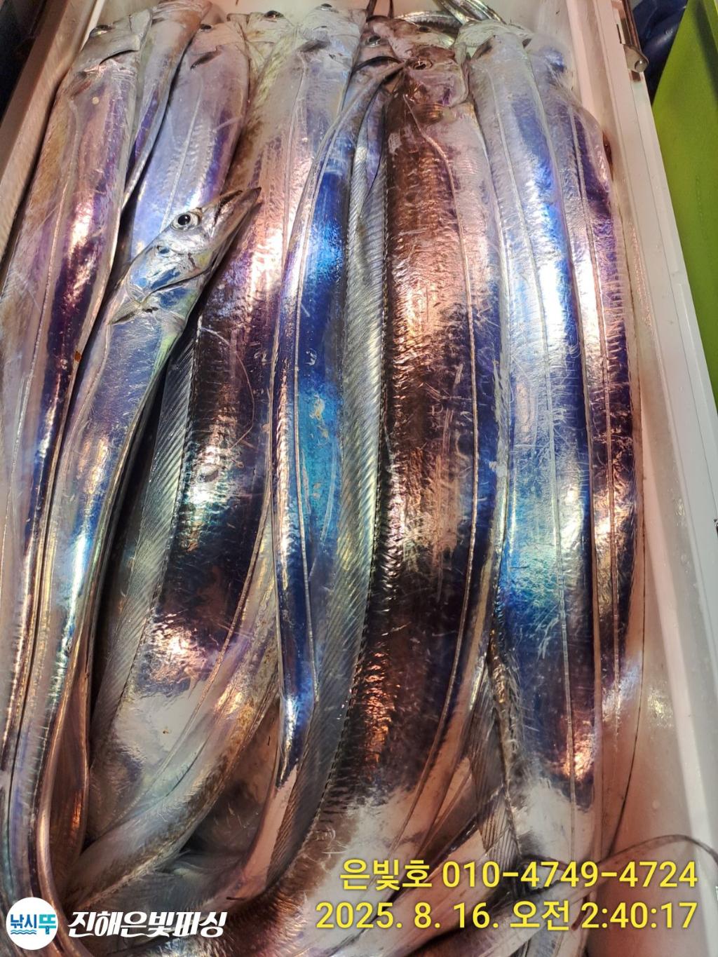 낚시뚜,갈치,진해수도항,진해은빛피싱,낚시뚜4