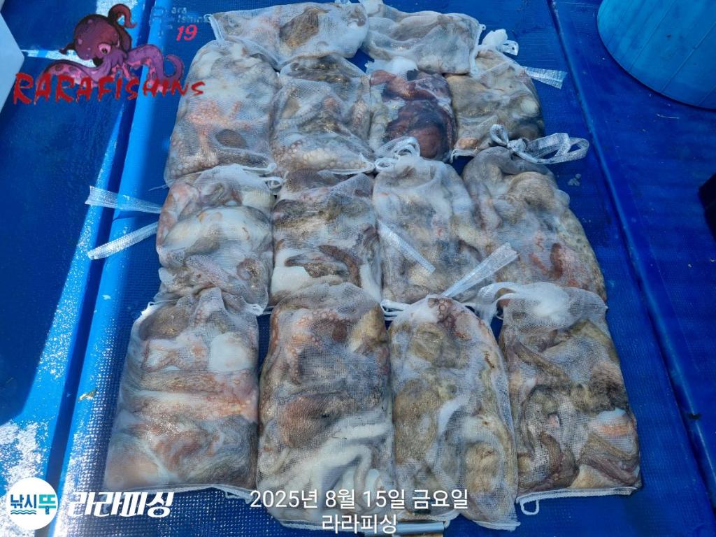 낚시뚜,돌문어,속천항(진해),라라피싱,낚시뚜20