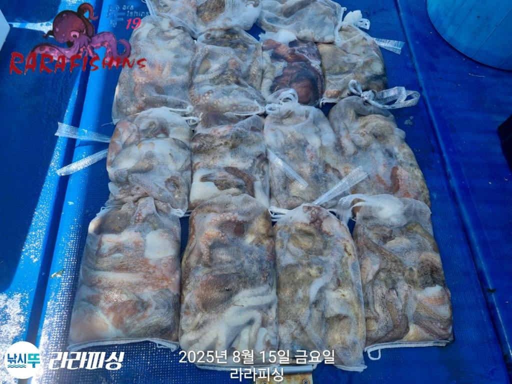 낚시뚜,돌문어,속천항(진해),라라피싱,낚시뚜19