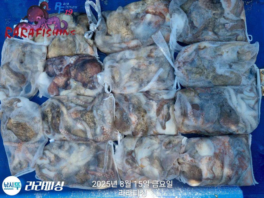 낚시뚜,돌문어,속천항(진해),라라피싱,낚시뚜18