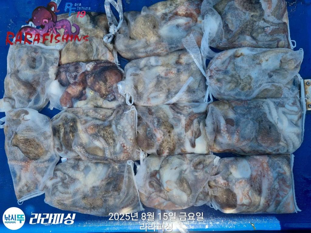 낚시뚜,돌문어,속천항(진해),라라피싱,낚시뚜17