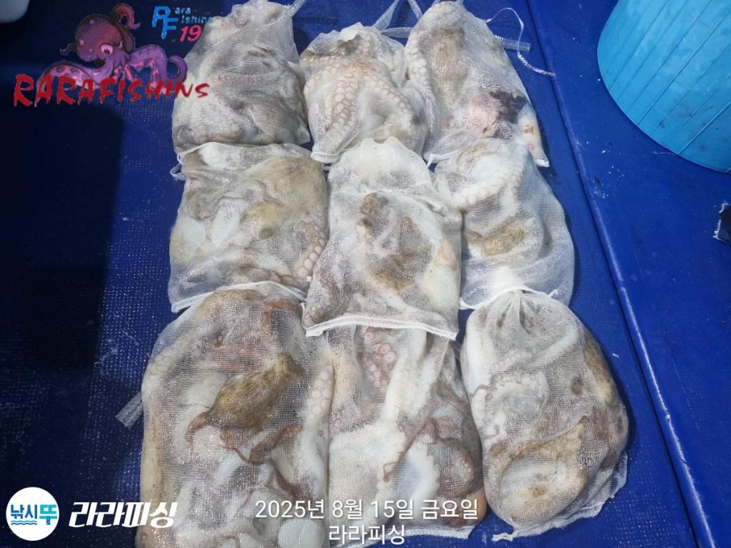 낚시뚜,돌문어,속천항(진해),라라피싱,낚시뚜16