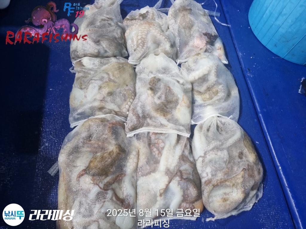 낚시뚜,돌문어,속천항(진해),라라피싱,낚시뚜15