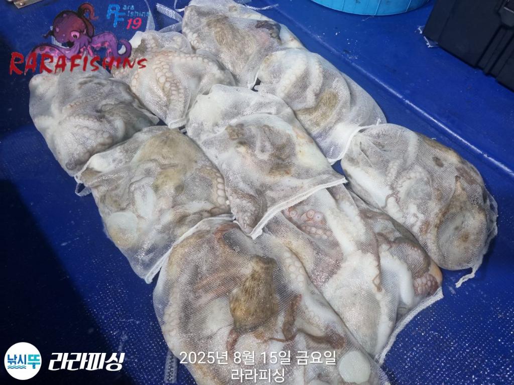 낚시뚜,돌문어,속천항(진해),라라피싱,낚시뚜14