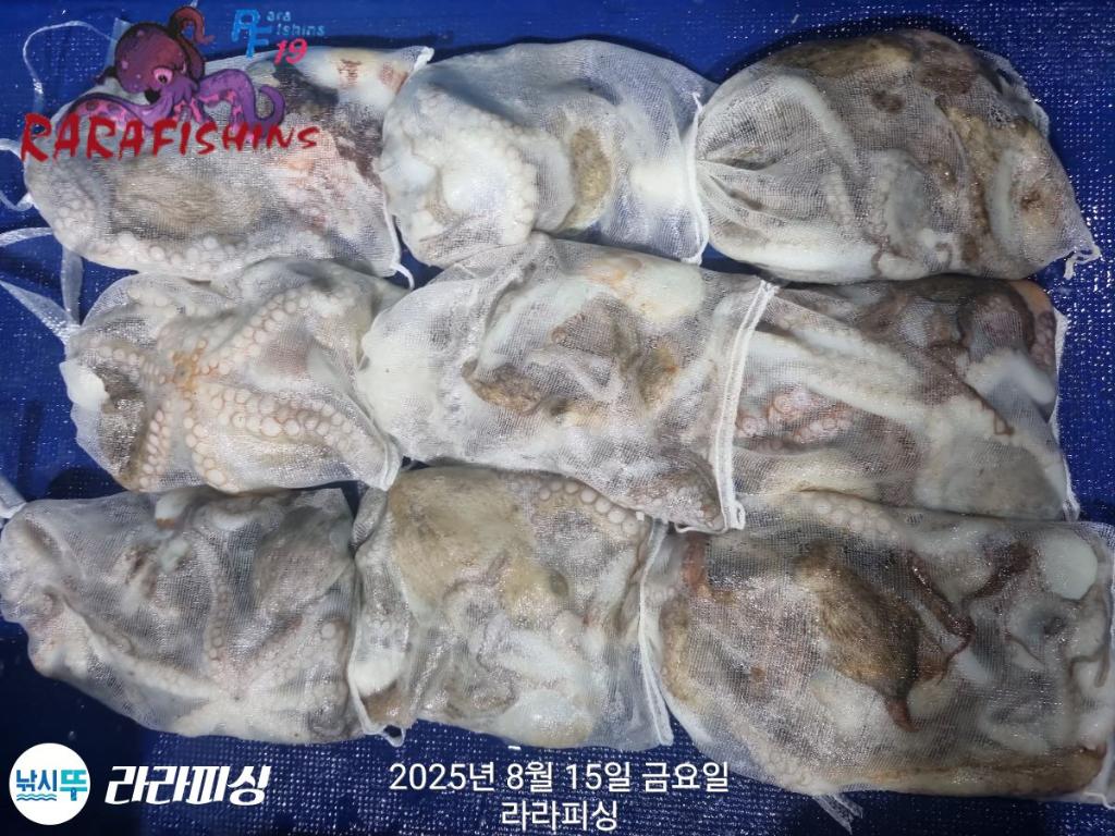 낚시뚜,돌문어,속천항(진해),라라피싱,낚시뚜13