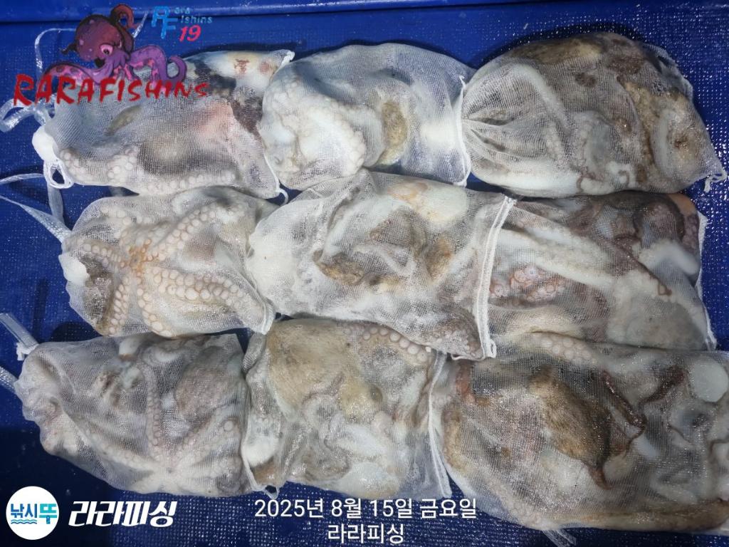 낚시뚜,돌문어,속천항(진해),라라피싱,낚시뚜12