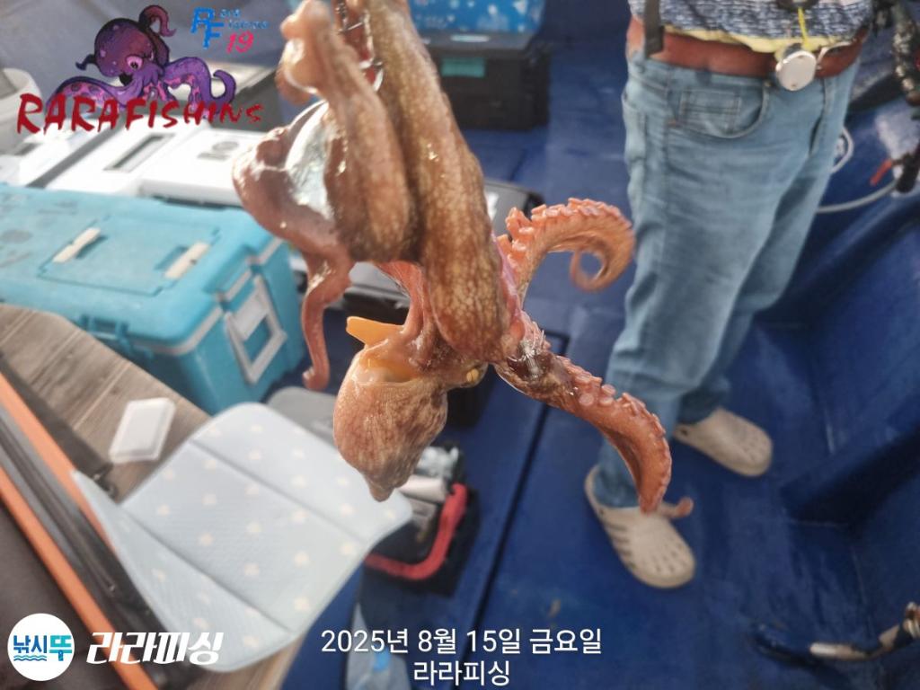 낚시뚜,돌문어,속천항(진해),라라피싱,낚시뚜11