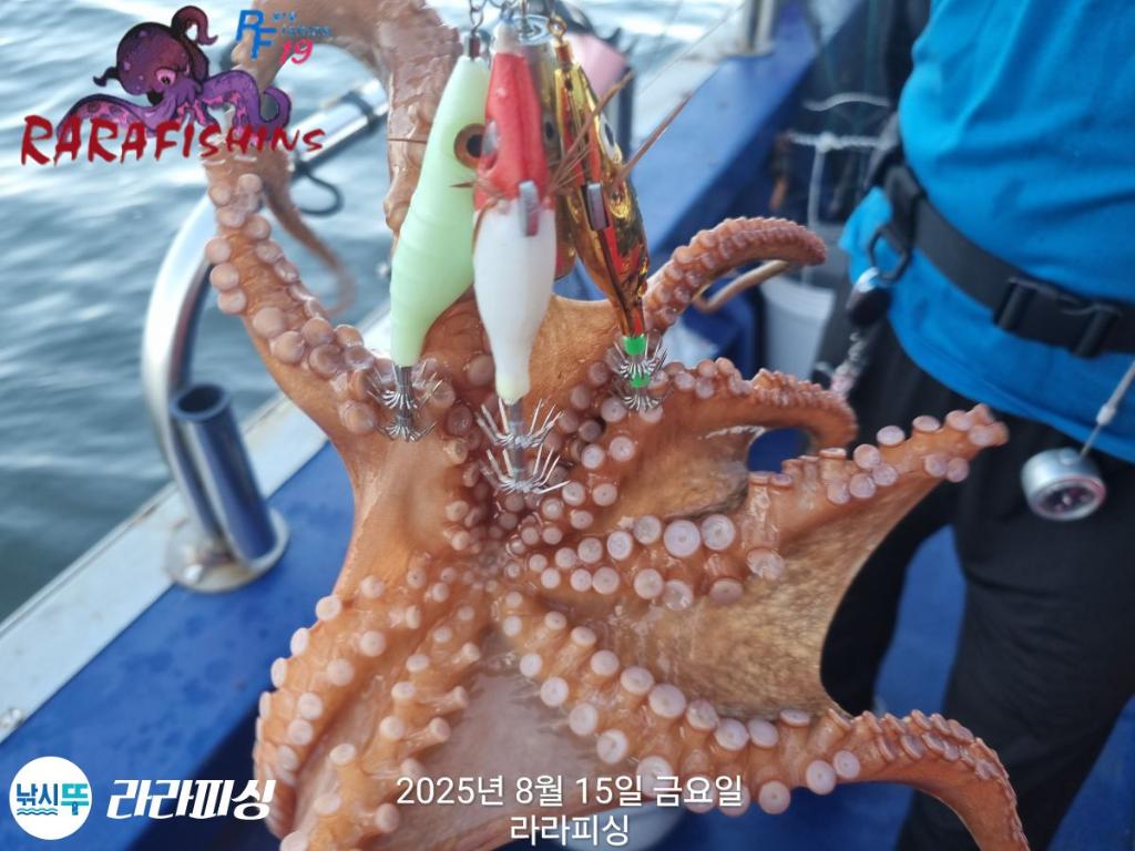 낚시뚜,돌문어,속천항(진해),라라피싱,낚시뚜10