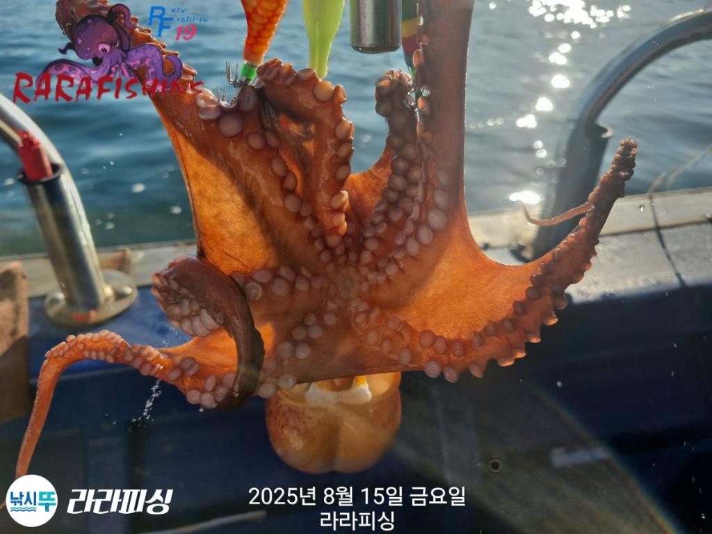 낚시뚜,돌문어,속천항(진해),라라피싱,낚시뚜9