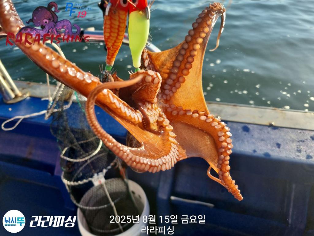 낚시뚜,돌문어,속천항(진해),라라피싱,낚시뚜8