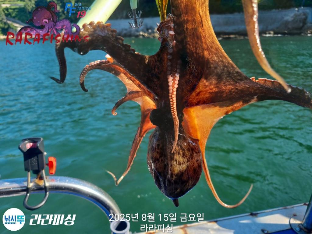 낚시뚜,돌문어,속천항(진해),라라피싱,낚시뚜7