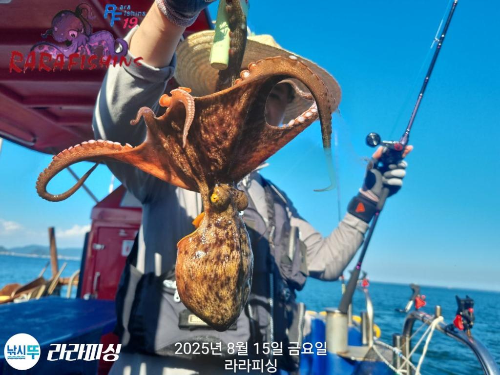 낚시뚜,돌문어,속천항(진해),라라피싱,낚시뚜4