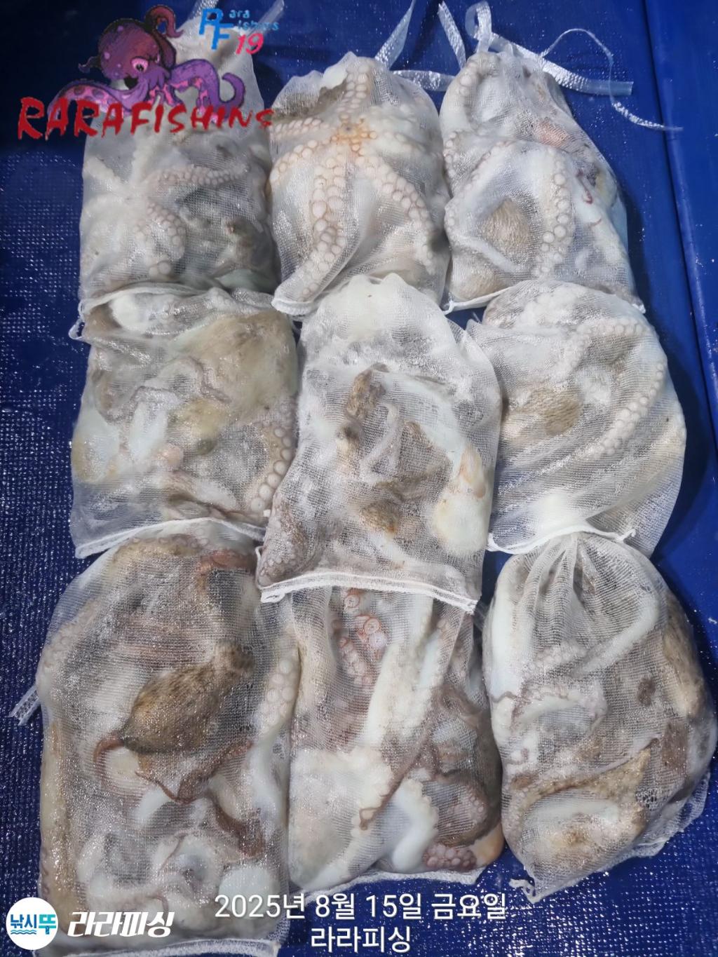 낚시뚜,돌문어,속천항(진해),라라피싱,낚시뚜1