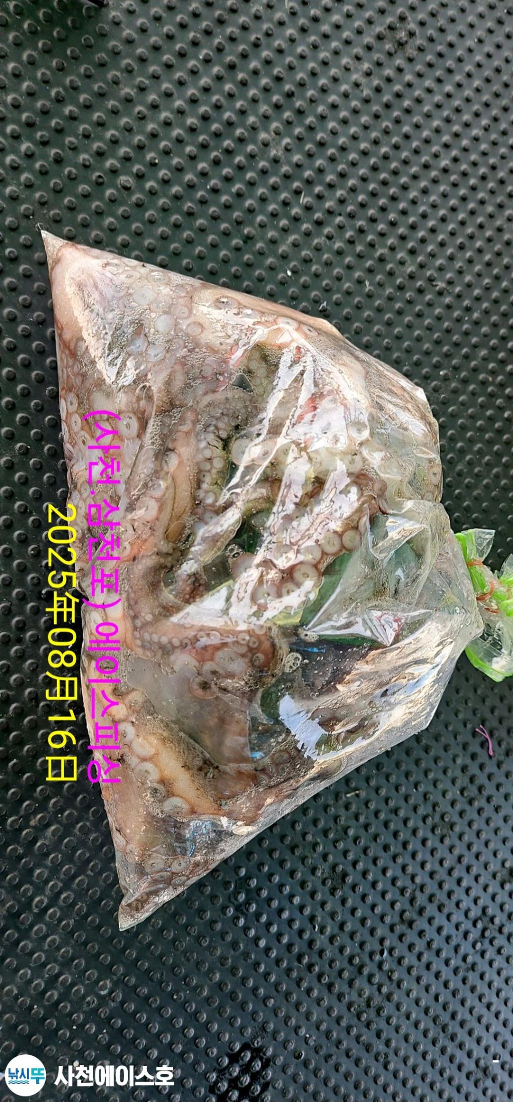 낚시뚜,돌문어,삼천포 팔포항,사천에이스호,낚시뚜7