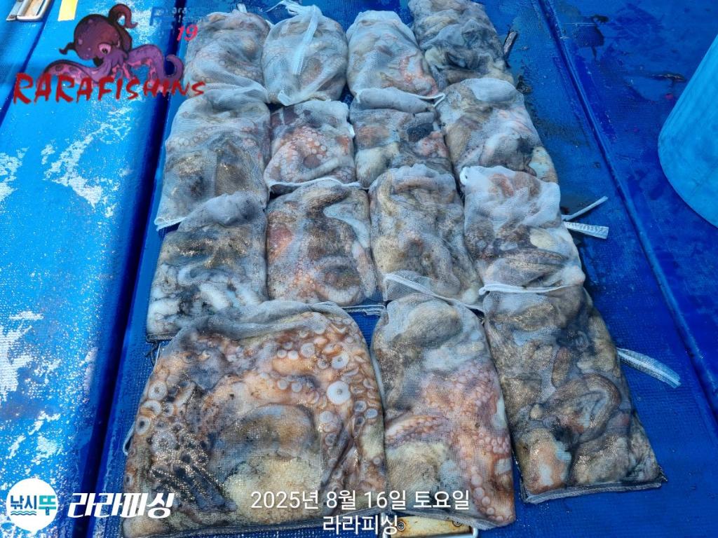 낚시뚜,돌문어,속천항(진해),라라피싱,낚시뚜29