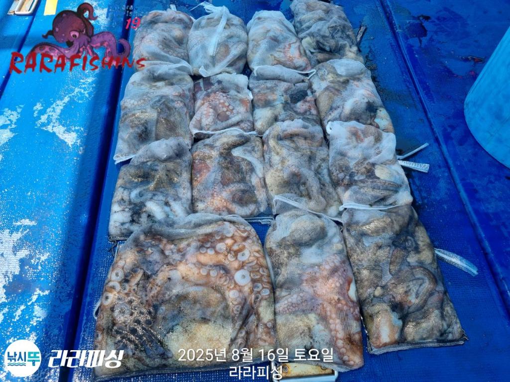 낚시뚜,돌문어,속천항(진해),라라피싱,낚시뚜28