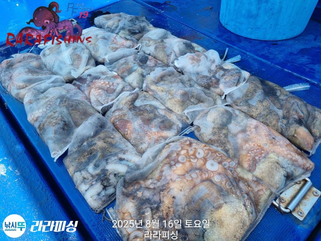 낚시뚜,돌문어,속천항(진해),라라피싱,낚시뚜27