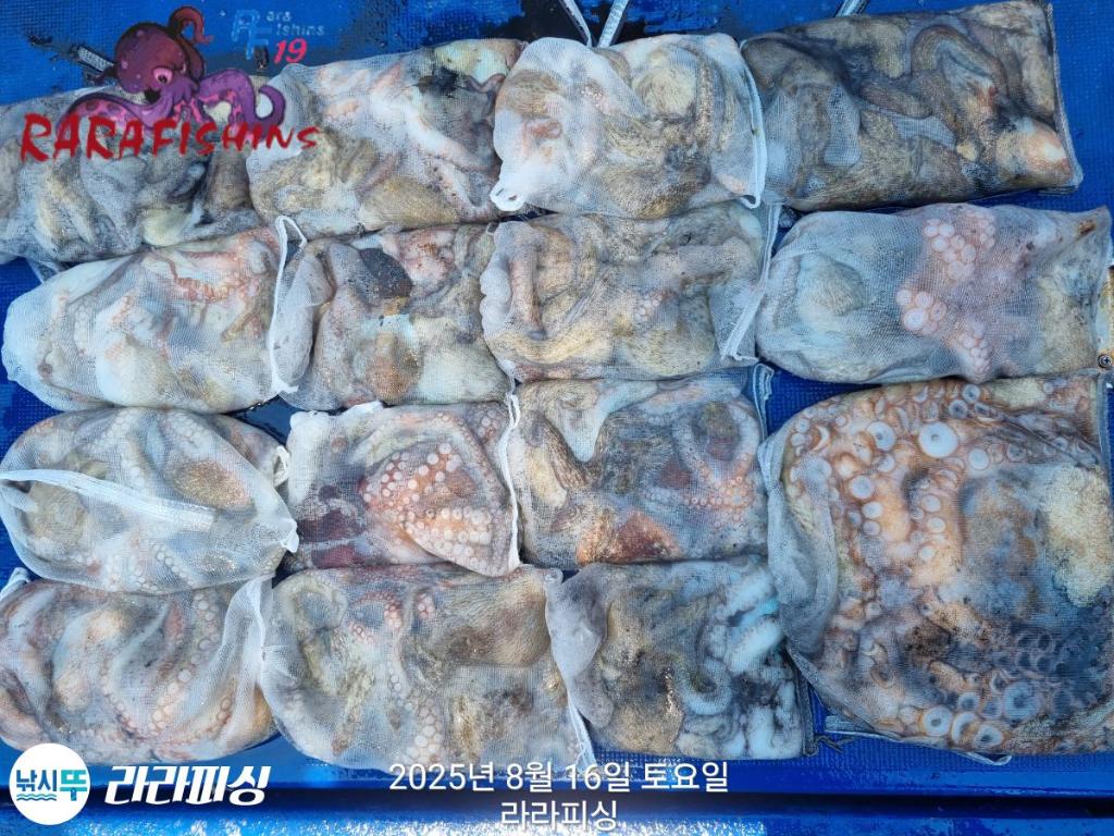 낚시뚜,돌문어,속천항(진해),라라피싱,낚시뚜25