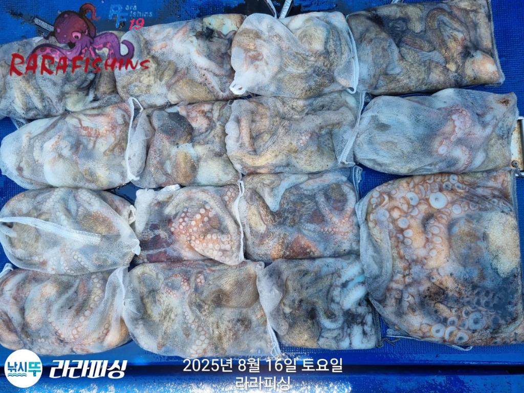 낚시뚜,돌문어,속천항(진해),라라피싱,낚시뚜24