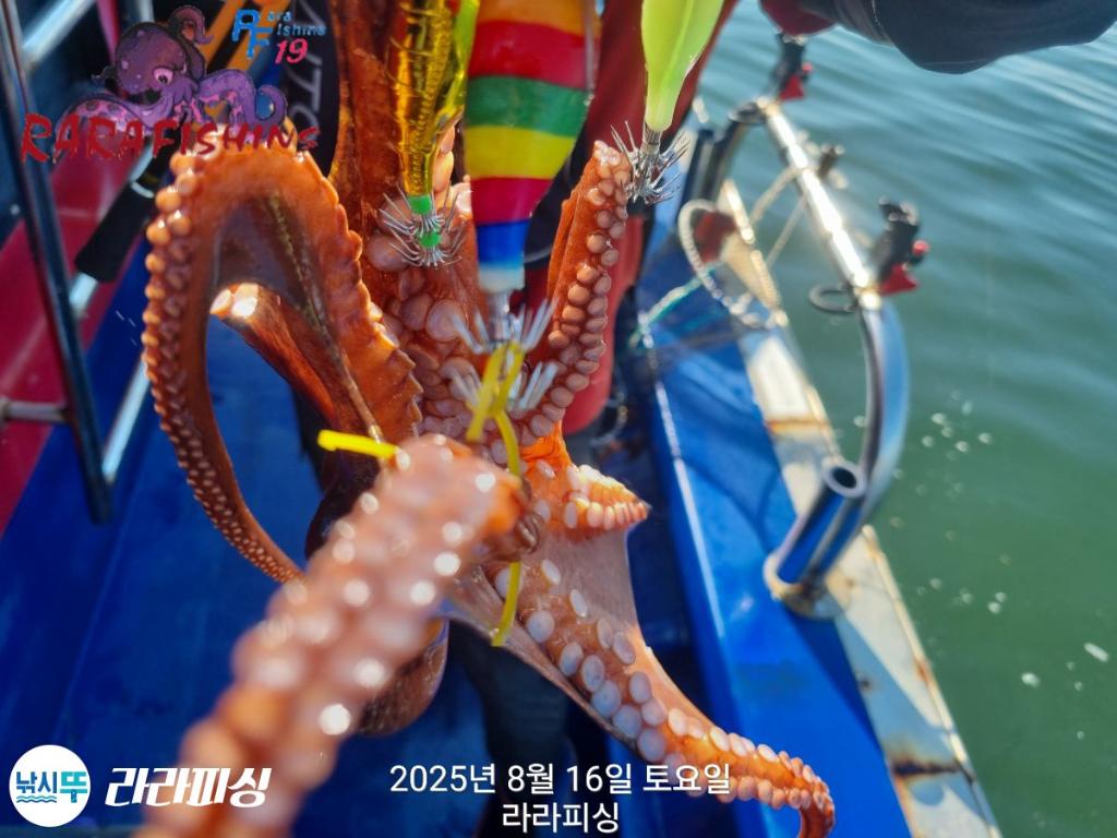 낚시뚜,돌문어,속천항(진해),라라피싱,낚시뚜19