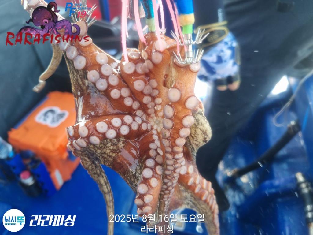 낚시뚜,돌문어,속천항(진해),라라피싱,낚시뚜17
