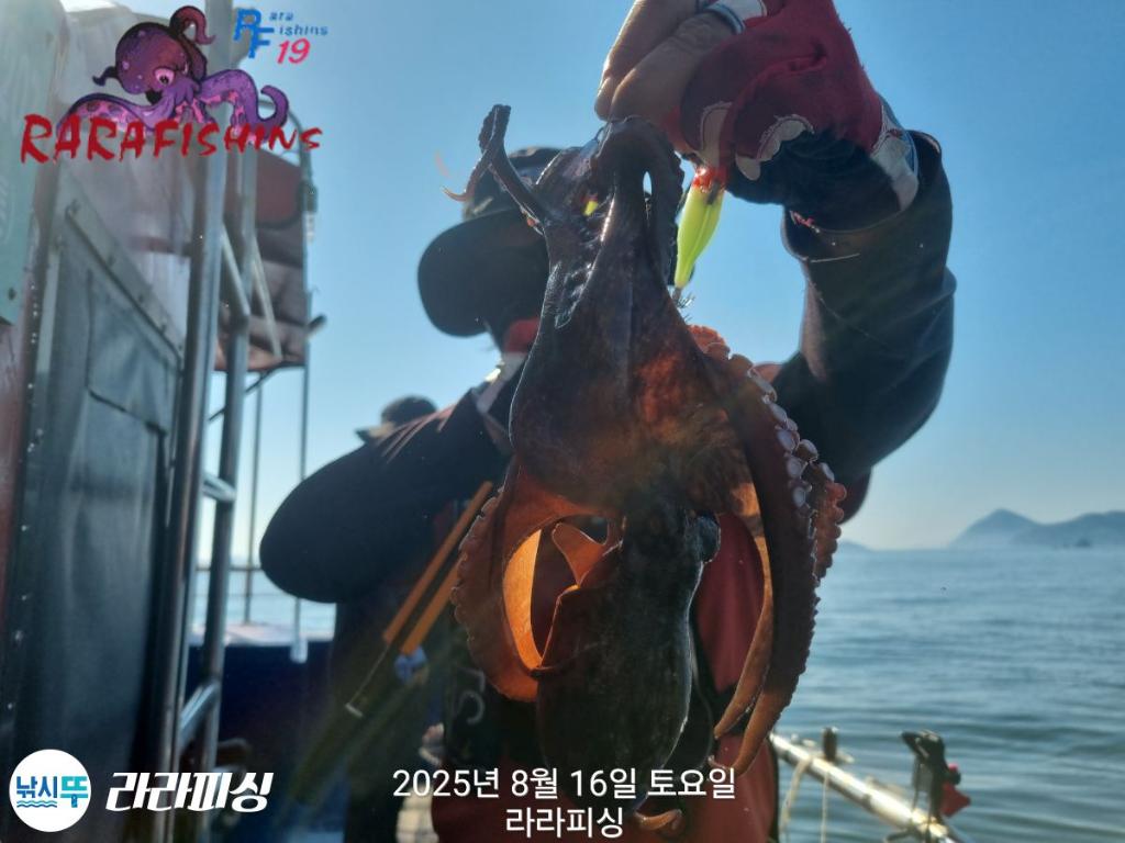 낚시뚜,돌문어,속천항(진해),라라피싱,낚시뚜12
