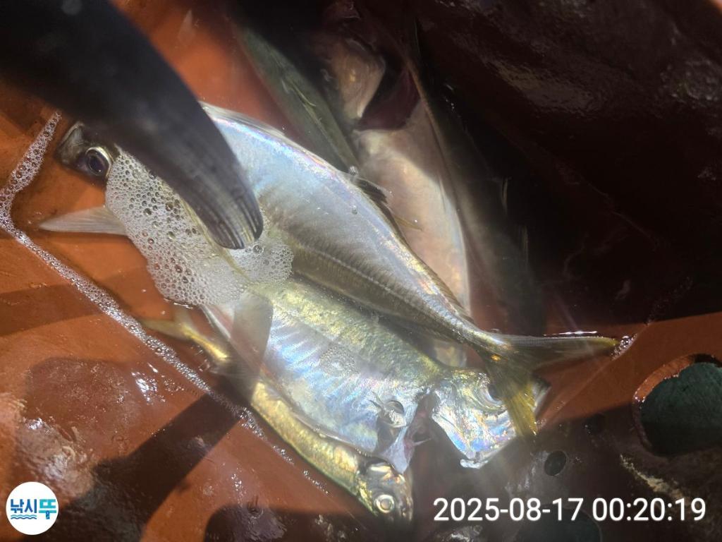 F2750317SH.jpg