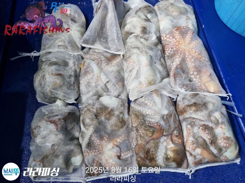 낚시뚜,돌문어,속천항(진해),라라피싱,낚시뚜21