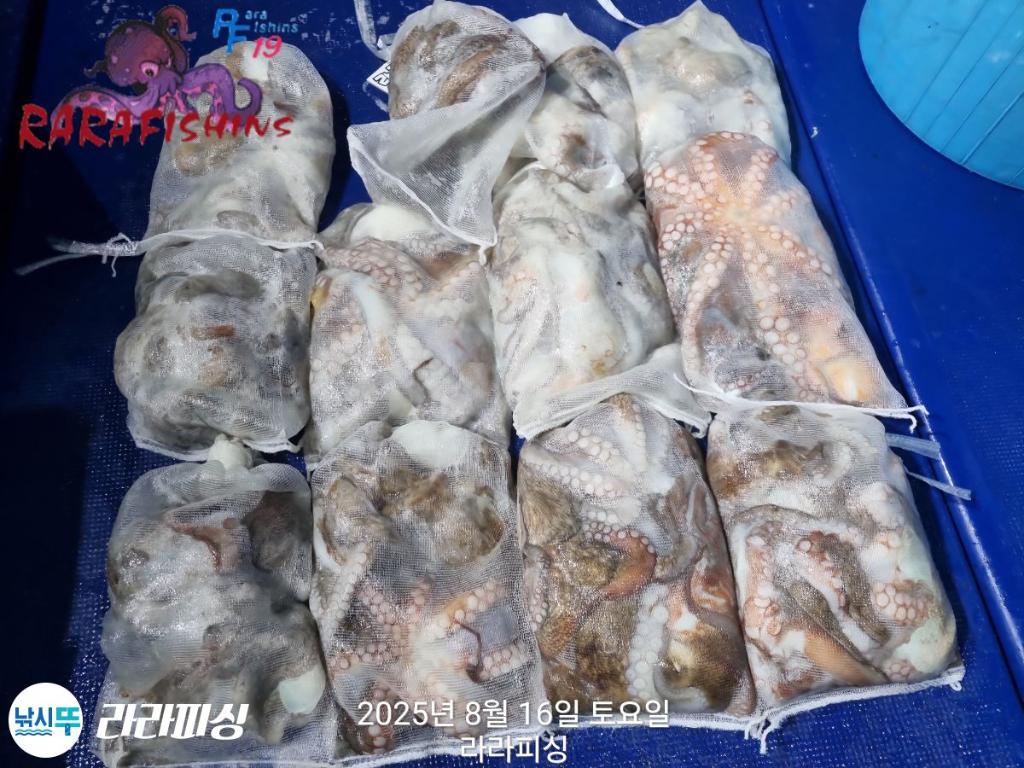 낚시뚜,돌문어,속천항(진해),라라피싱,낚시뚜20