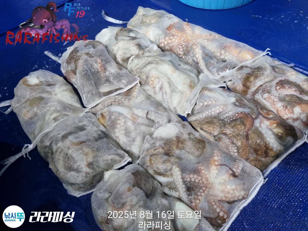 낚시뚜,돌문어,속천항(진해),라라피싱,낚시뚜19