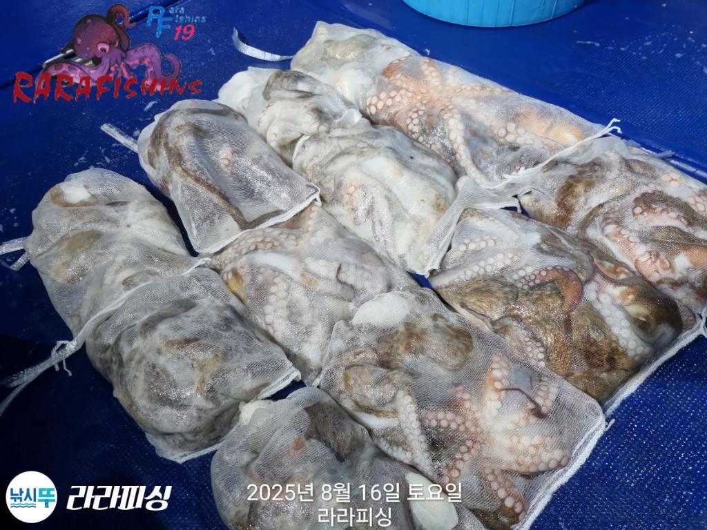 낚시뚜,돌문어,속천항(진해),라라피싱,낚시뚜18