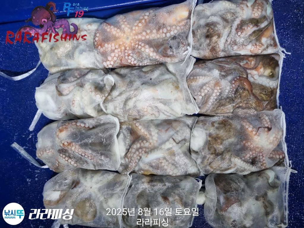 낚시뚜,돌문어,속천항(진해),라라피싱,낚시뚜17
